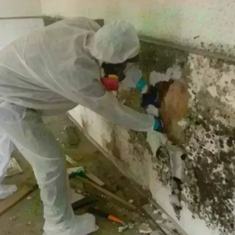 Mold Remediation and Removal in Easton, WI